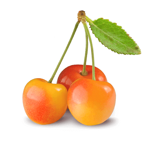 Organic Rainier cherries